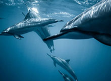 追踪报道：快喵下载APP的秘密链条 · 秘密899